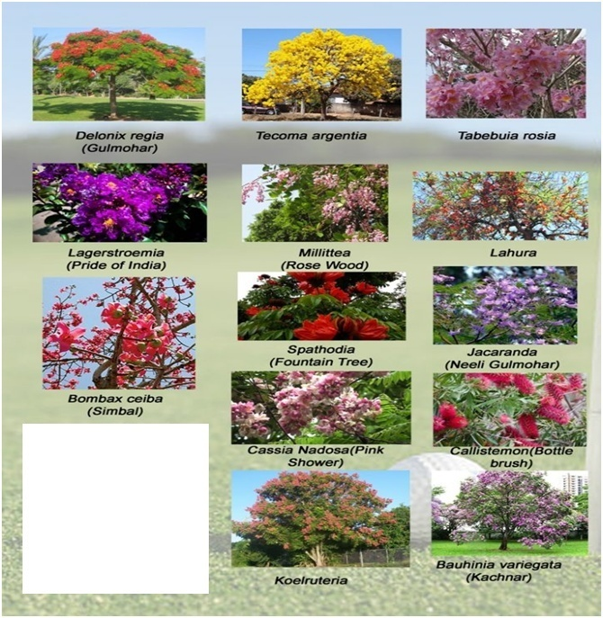 Flora & Fauna panel 1